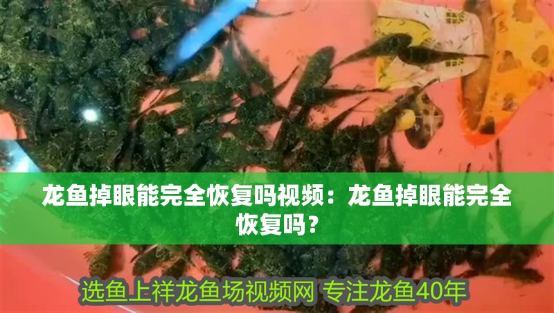 龍魚掉眼能完全恢復嗎視頻：龍魚掉眼能完全恢復嗎？