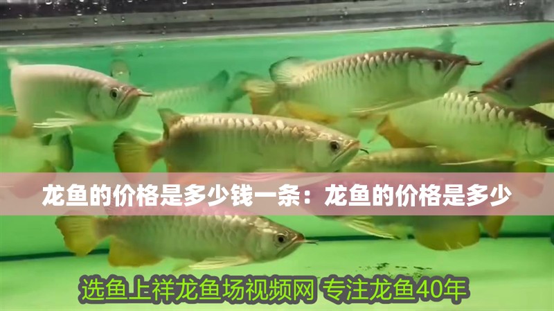 龍魚(yú)的價(jià)格是多少錢(qián)一條：龍魚(yú)的價(jià)格是多少
