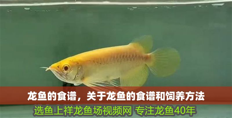 龍魚的食譜，關于龍魚的食譜和飼養方法