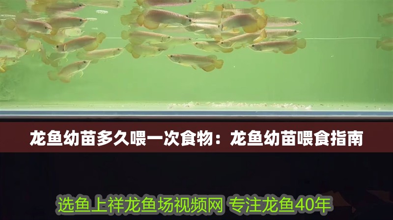 龍魚幼苗多久喂一次食物：龍魚幼苗喂食指南