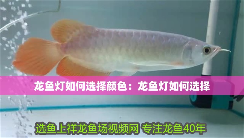 龍魚燈如何選擇顏色：龍魚燈如何選擇