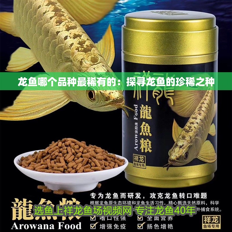 龍魚哪個(gè)品種最稀有的：探尋龍魚的珍稀之種