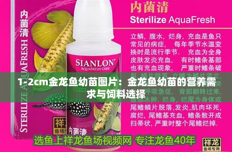 1-2cm金龍魚幼苗圖片：金龍魚幼苗的營養需求與飼料選擇