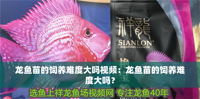龍魚(yú)苗的飼養(yǎng)難度大嗎視頻：龍魚(yú)苗的飼養(yǎng)難度大嗎？