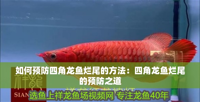 如何預防四角龍魚爛尾的方法：四角龍魚爛尾的預防之道