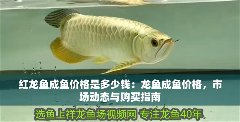 紅龍魚成魚價格是多少錢：龍魚成魚價格，市場動態與購買指南