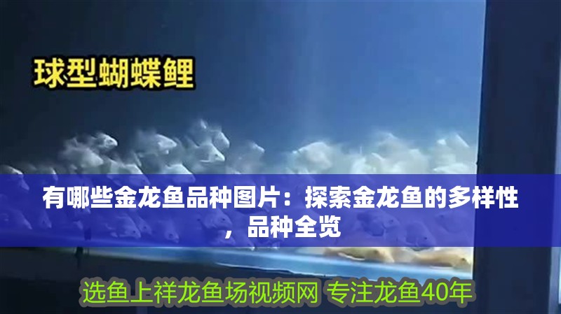有哪些金龍魚品種圖片：探索金龍魚的多樣性，品種全覽