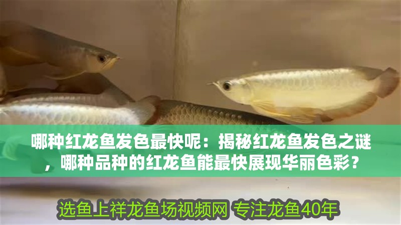 哪種紅龍魚發色最快呢：揭秘紅龍魚發色之謎，哪種品種的紅龍魚能最快展現華麗色彩？