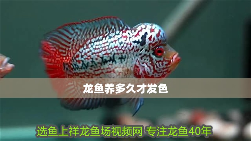 龍魚養多久才發色
