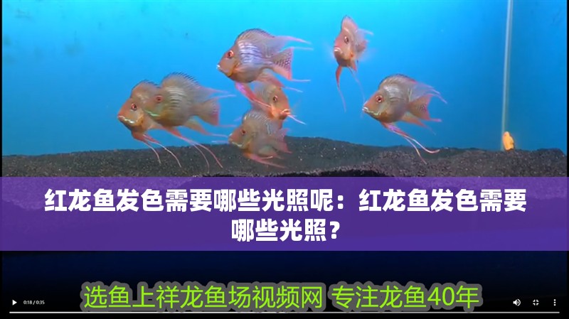紅龍魚發(fā)色需要哪些光照呢：紅龍魚發(fā)色需要哪些光照？