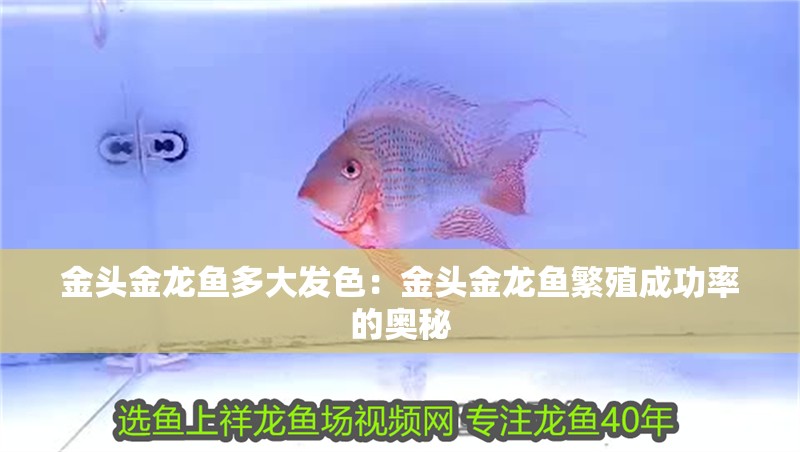 金頭金龍魚多大發色：金頭金龍魚繁殖成功率的奧秘