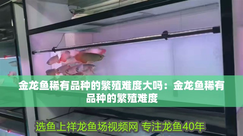 金龍魚稀有品種的繁殖難度大嗎：金龍魚稀有品種的繁殖難度
