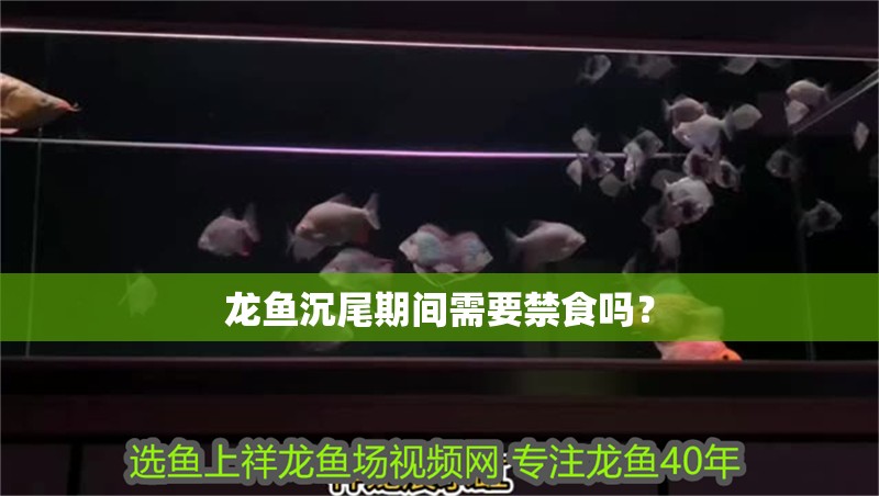 龍魚沉尾期間需要禁食嗎？