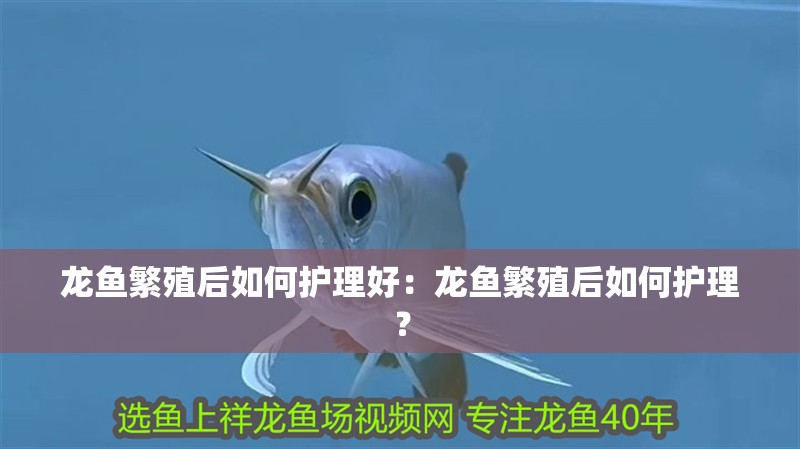 龍魚繁殖后如何護理好：龍魚繁殖后如何護理？