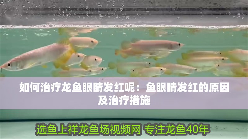 如何治療龍魚眼睛發紅呢：魚眼睛發紅的原因及治療措施