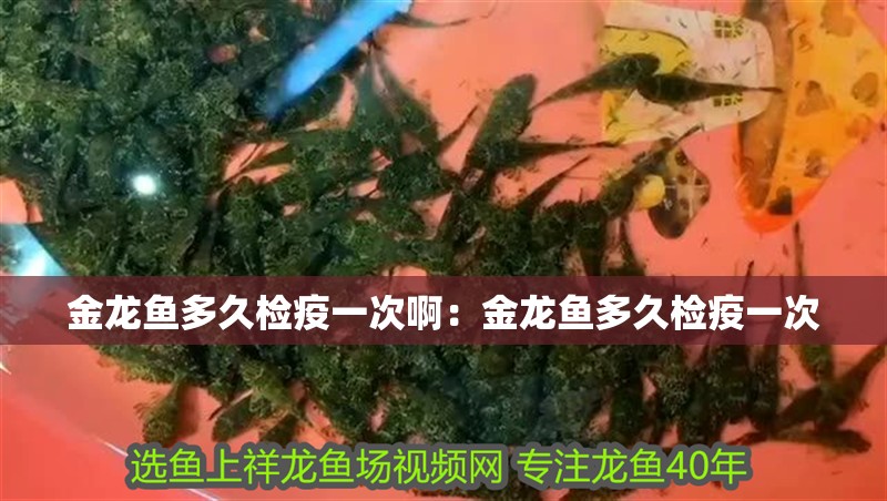 金龍魚多久檢疫一次啊：金龍魚多久檢疫一次
