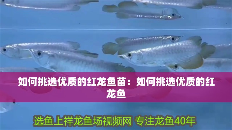如何挑選優質的紅龍魚苗：如何挑選優質的紅龍魚