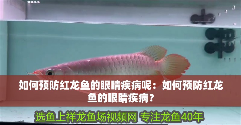 如何預(yù)防紅龍魚的眼睛疾病呢：如何預(yù)防紅龍魚的眼睛疾病？