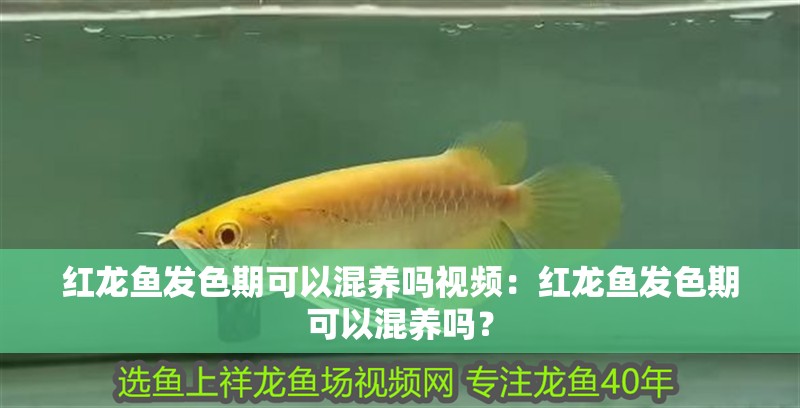 紅龍魚發(fā)色期可以混養(yǎng)嗎視頻：紅龍魚發(fā)色期可以混養(yǎng)嗎？