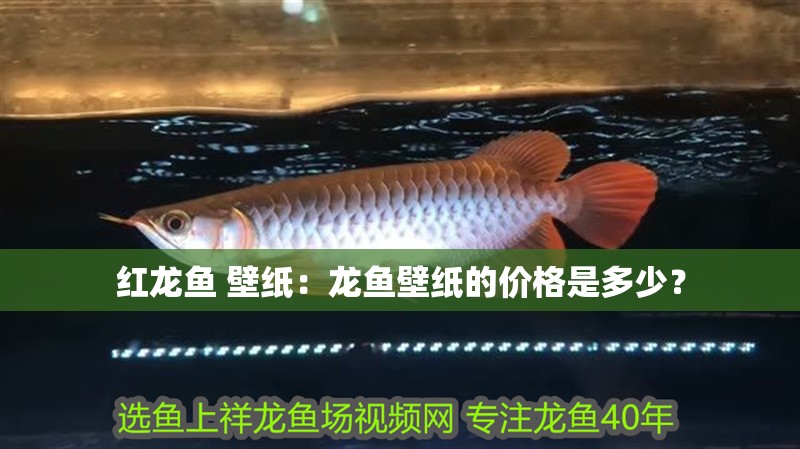 紅龍魚 壁紙：龍魚壁紙的價格是多少？