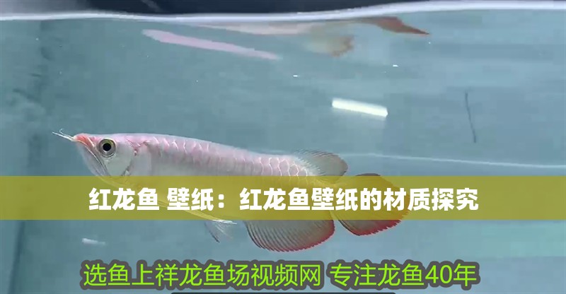 紅龍魚 壁紙：紅龍魚壁紙的材質(zhì)探究