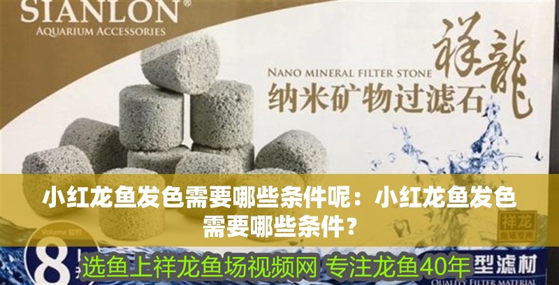 小紅龍魚發色需要哪些條件呢：小紅龍魚發色需要哪些條件？