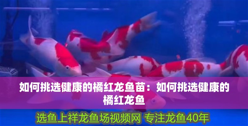 如何挑選健康的橘紅龍魚苗：如何挑選健康的橘紅龍魚