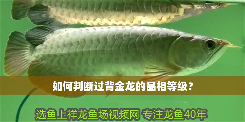 如何判斷過背金龍的品相等級？ 如何判斷過背金龍的品相等級？ 龍魚百科