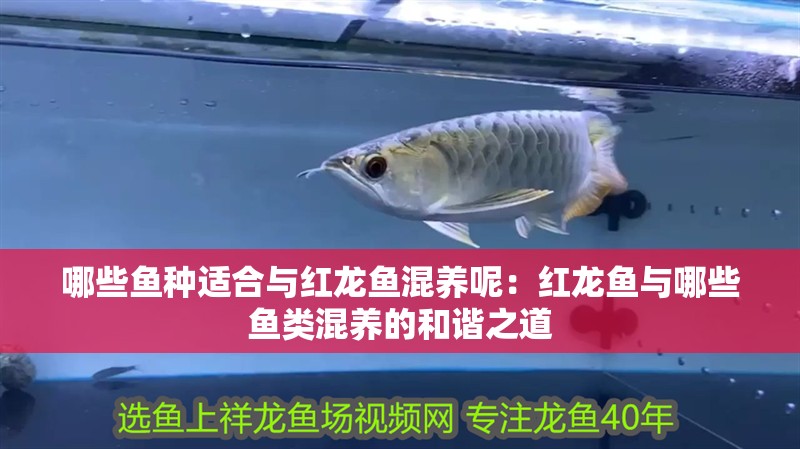 哪些魚種適合與紅龍魚混養呢：紅龍魚與哪些魚類混養的和諧之道