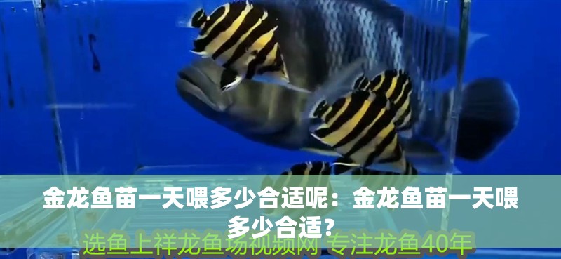 金龍魚苗一天喂多少合適呢：金龍魚苗一天喂多少合適？