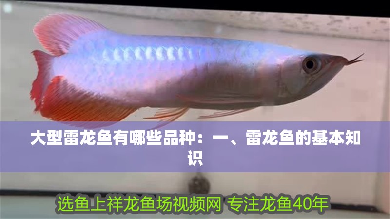 大型雷龍魚有哪些品種：一、雷龍魚的基本知識(shí)