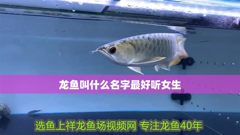 龍魚叫什么名字最好聽女生