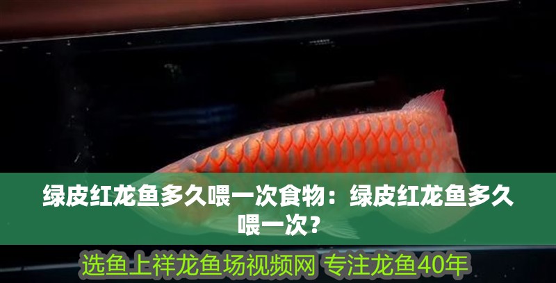 綠皮紅龍魚多久喂一次食物：綠皮紅龍魚多久喂一次？