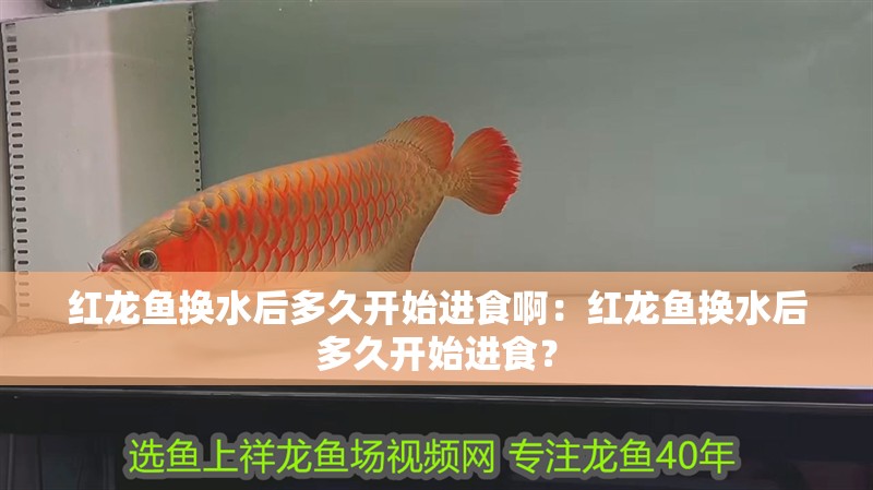 紅龍魚換水后多久開始進(jìn)食啊：紅龍魚換水后多久開始進(jìn)食？