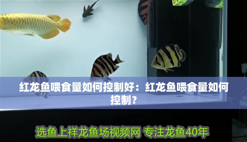 紅龍魚喂食量如何控制好：紅龍魚喂食量如何控制？