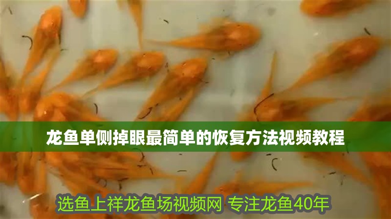 我的虎魚真菌感染了要怎么處理 龍魚單側(cè)掉眼最簡單的恢復(fù)方法視頻教程 龍魚百科 龍魚單側(cè)掉眼最簡單的恢復(fù)方法視頻教程 龍魚單側(cè)掉眼最簡單的恢復(fù)方法視頻教程 龍魚百科