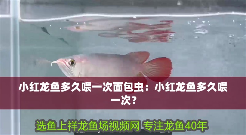 小紅龍魚多久喂一次面包蟲：小紅龍魚多久喂一次？