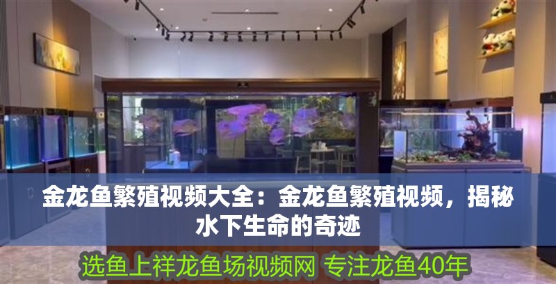 金龍魚繁殖視頻大全：金龍魚繁殖視頻，揭秘水下生命的奇跡