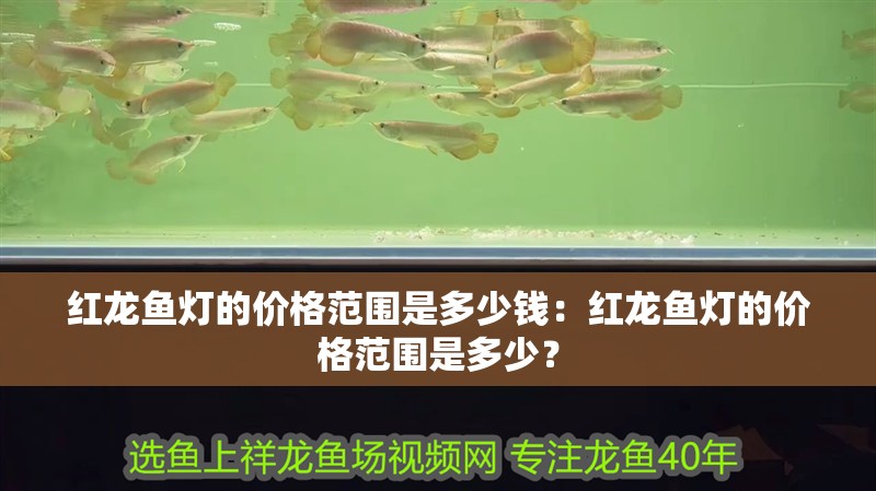 紅龍魚燈的價格范圍是多少錢：紅龍魚燈的價格范圍是多少？