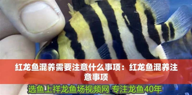 紅龍魚混養需要注意什么事項：紅龍魚混養注意事項