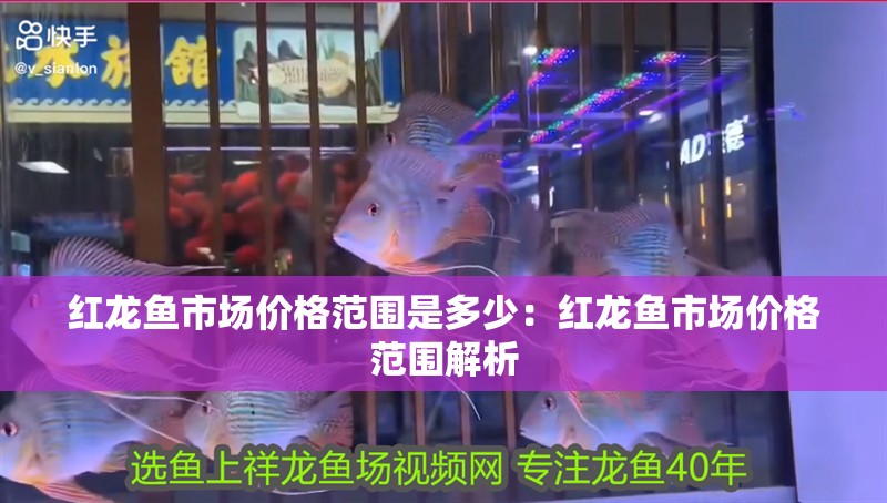 紅龍魚市場價格范圍是多少：紅龍魚市場價格范圍解析