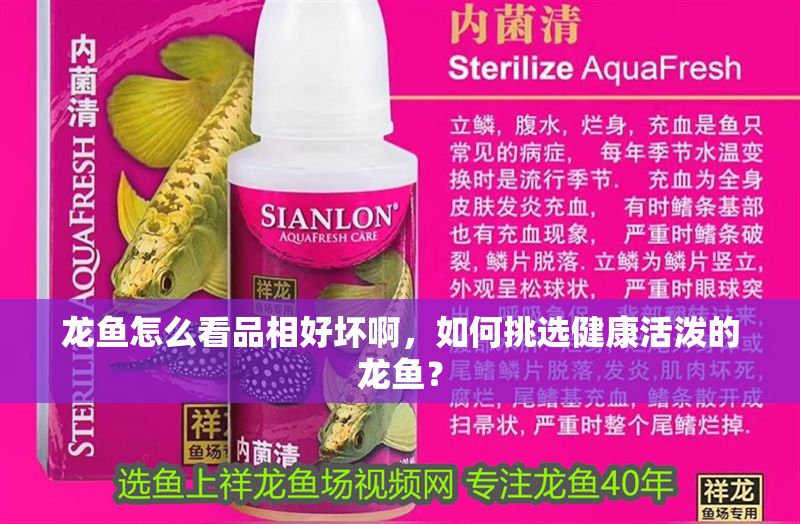 龍魚怎么看品相好壞啊，如何挑選健康活潑的龍魚？