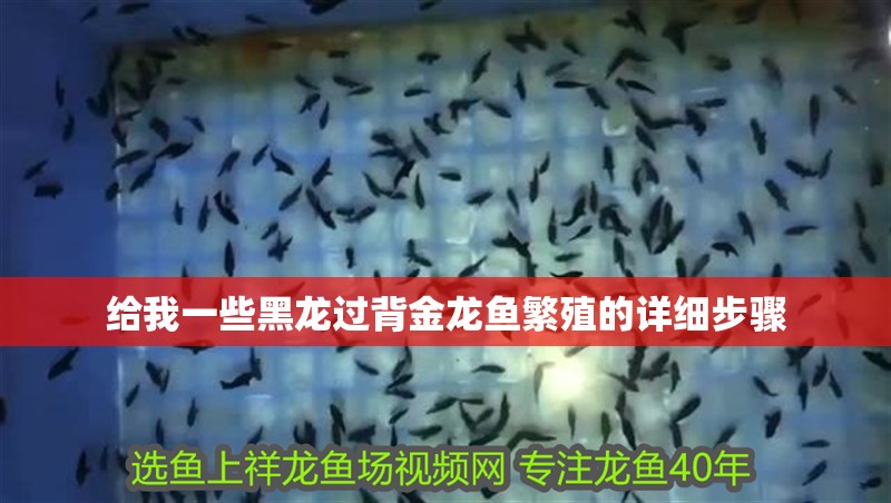 給我一些黑龍過背金龍魚繁殖的詳細(xì)步驟