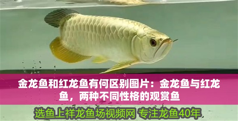 金龍魚和紅龍魚有何區別圖片：金龍魚與紅龍魚，兩種不同性格的觀賞魚