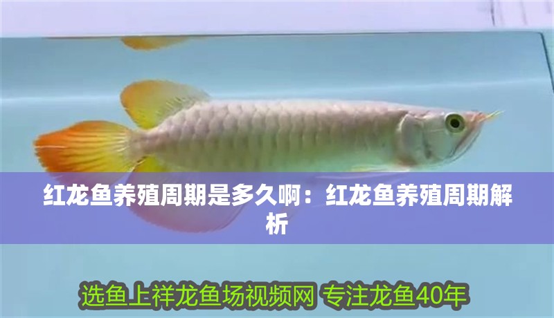 紅龍魚養殖周期是多久啊：紅龍魚養殖周期解析