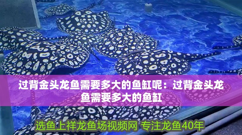 過背金頭龍魚需要多大的魚缸呢：過背金頭龍魚需要多大的魚缸