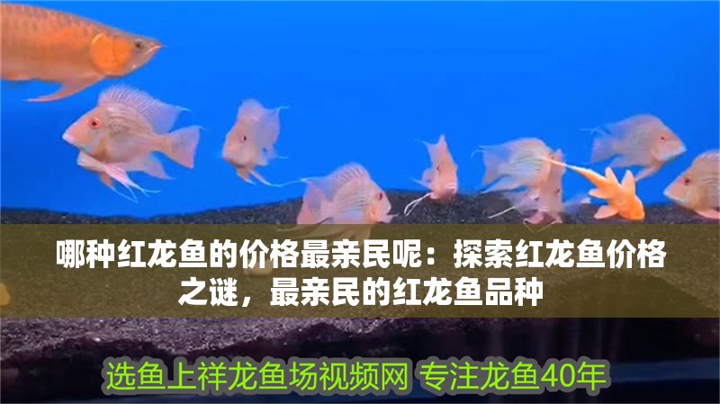 哪種紅龍魚的價格最親民呢：探索紅龍魚價格之謎，最親民的紅龍魚品種