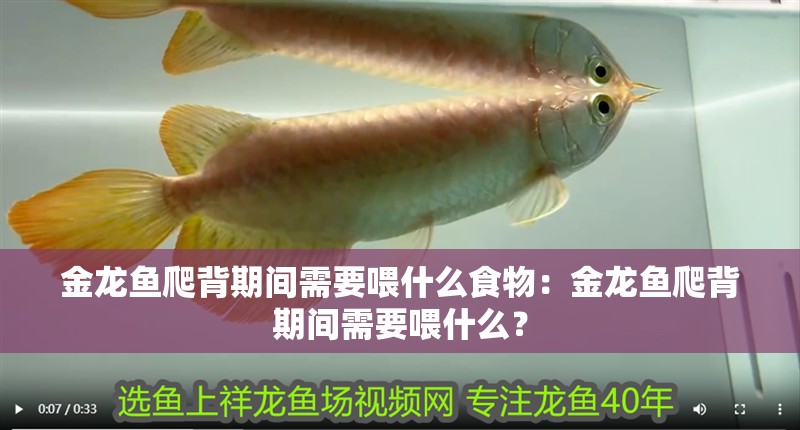 金龍魚爬背期間需要喂什么食物：金龍魚爬背期間需要喂什么？