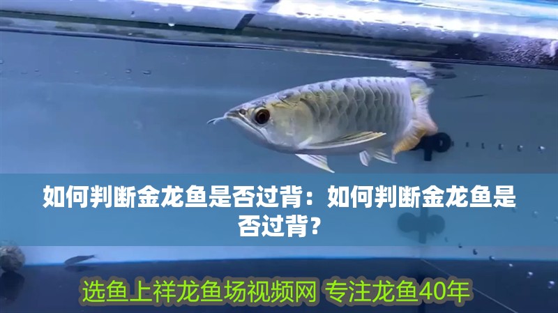 如何判斷金龍魚是否過背：如何判斷金龍魚是否過背？