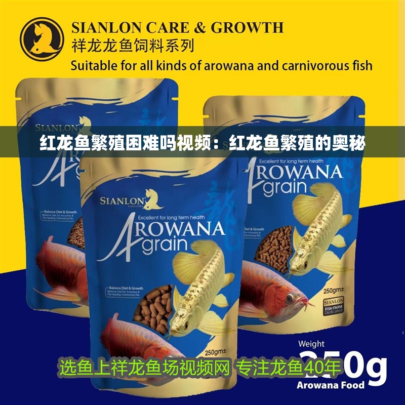 紅龍魚繁殖困難嗎視頻：紅龍魚繁殖的奧秘